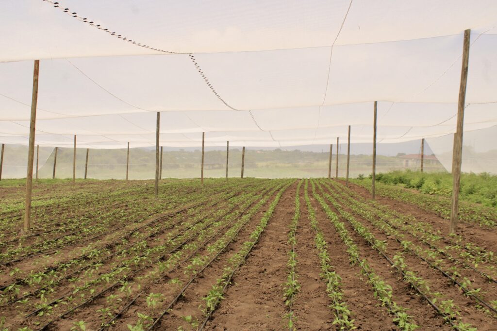 Farmers in Eswatini receive hands-on training in baby vegetable production to enhance export opportunities.