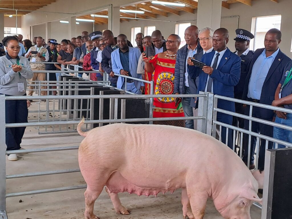 Minister of Agriculture inaugurates the Nucleus Farm to boost pig breeding in Eswatini.