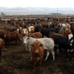Cows are seen at a Karan Beef farm outside Heidelberg, south-east of Johannesburg. Image: Reuters