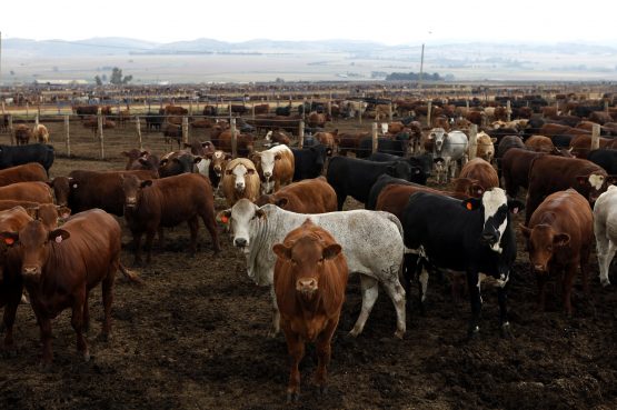 Cows are seen at a Karan Beef farm outside Heidelberg, south-east of Johannesburg. Image: Reuters