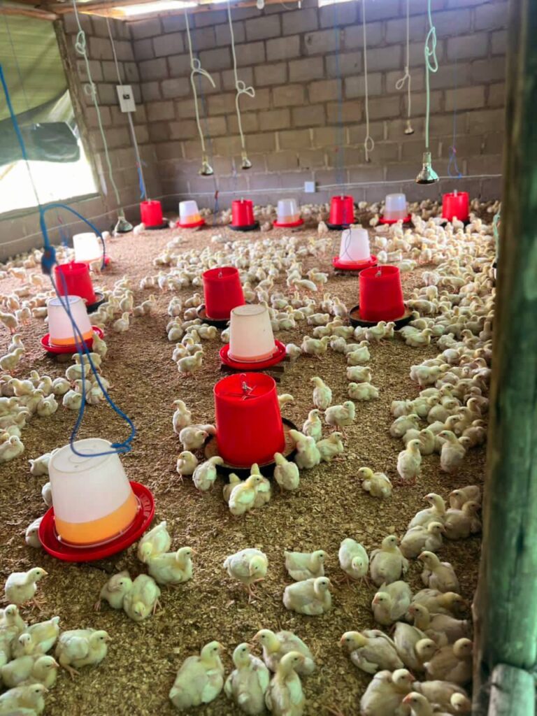 A broiler chicks nursery at Zanele Kunene’s poultry enterprise in Dwaleni, where EADF support has helped scale up production.