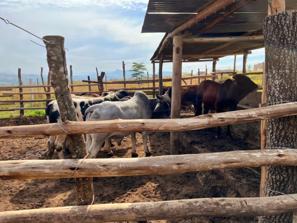 Gilbert Dlamini’s growing feedlot operation at KaNdinda, one of the successful livestock projects backed by the Eswatini Agriculture Development Fund.