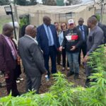 Botswana Investment and Trade Centre CEO Keletsositse Olebile, Botswana's High Commissioner to Zimbabwe H.E. Sarah S. Molosiwa and ZimTrade CEO Allan Majuru during a tour of a cannabis farm in Bulawayo, Zimbabwe. PHOTO: Supplied