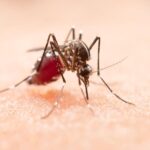 The Anopheles mosquito, the primary carrier of malaria, remains a serious public health threat across the region