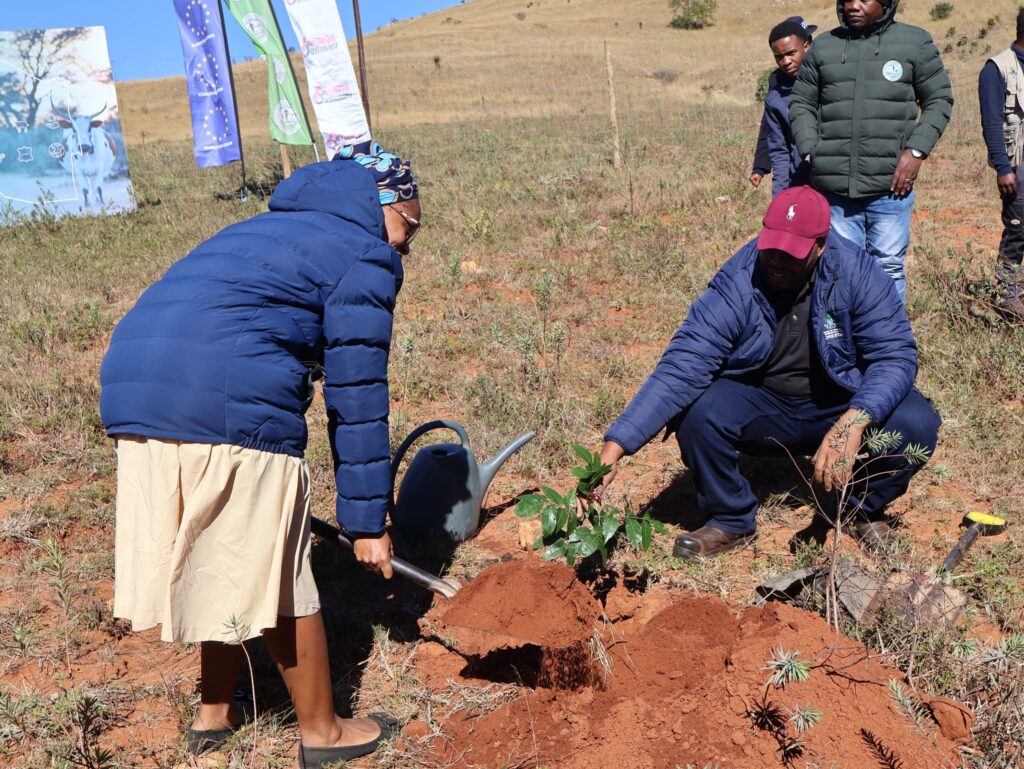 Participants plant trees at Dzanyana Primary School in the Mnyani community as part of World Environment Day 2026 activities focused on rangeland rehabilitation and environmental conservation. (Photo: Women Unlimited Eswatini)